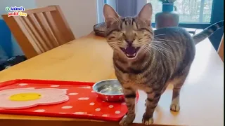Woman brings home a BLIND cat, someone advise to put it down, but an unbelievable end happen