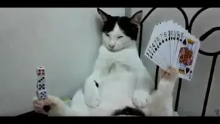 Gifs With Sound Animal Edition Giph