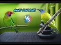 Download Lagu masteran cucak kinoi gacor..