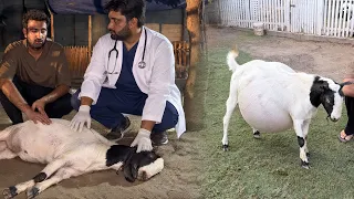 Hamre Bakre Ko Ye Kia Hogea 😭
