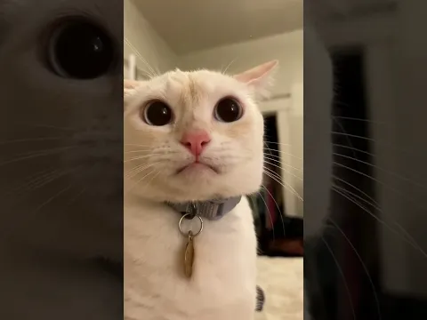 This Cat Left Reality Completely