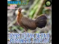 Download Lagu Suara pikat ayam hutan betina legend si Janda Pirang