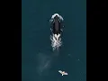 Download Lagu Whale Safari Senja Lofoten