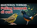 Download Lagu masteran murai batu rampes juara nasional terbaik