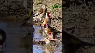 سهره وحشی سهره عشق تغذیه مردانگی آرزو قناری اواز بهترین سیره هزار 