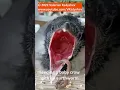 Download Lagu 🪶 FEEDING BABY CROW. Earthworms Are Tasty! Helping a bird in need that fell out of her nest
