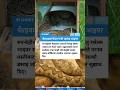 Download Lagu Deadly Russell’s Viper Found in Bhairahawa, Rescuers Warn of Nighttime Bite Risk