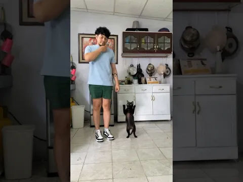 Bailando con mi gata 🕺🏻🐈‍⬛ Todo comienza cuando 🗣️