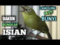 Download Lagu audio terapi pleci bongkar isian, paling ampuh