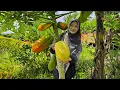 Memetik Pepaya Matang | Bikin Keripik Pepaya, Nasi Daun Jeruk, Ayam Karage, Tumis Kangkung, Sambal