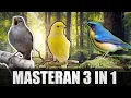 Download Lagu SUARA MASTERAN 3 IN 1 Isian Tembakan Sikatan Londo, Kenari \u0026 Tledekan Gunung #Masteran semua burung