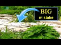 Don t Mulch With Cardboard - Find out why