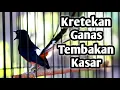 Download Lagu MURAI BATU GACOR FULL ISIAN TEMBAKAN KASAR KRETEKAN GANAS AMPUH MEMANCING EMOSI MURAI BATU LAWAN