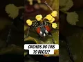 Download Lagu How Orchids are Pollinated