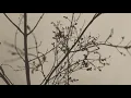 Morning Dew [Kelsey Lu Piano Cover]