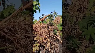 صيد طائر البلبل على الديبق  صيد طائر البلبل على الديبق