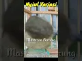 Download Lagu SIULAN MAUT MERAYU LAWAN JENIS COCOK BUAT MASTERAN