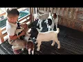 Download Lagu Kambing Kecil Lucu