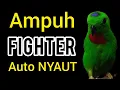 Download Lagu SUARA BURUNG serindit gacor VERSI FIGHTER paling AMPUH buat PANCINGAN SERINDIT agar EMOSI NYAUT