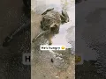 Download Lagu Frog swallows snake 🐸🐍🤪 #shorts #frog #frogs #snake #snakes