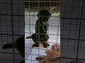 Download Lagu ദേഷ്യത്തോടെ ladow..🐕👿💗||Angry Ladow|| #shorts #labrador #ladow
