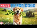 Download Lagu 🔴24 Hours of Dog TV🎵🐶Calming Sleep Music for Your Dog🐾🩷Soothing Music for Dogs with Stress \u0026 Anxiety