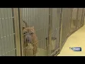Breed-specific ban putting a strain on Salina animal shelter