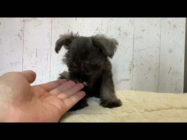 動画