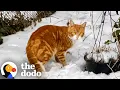 Download Lagu Feral Cat Rescued Before A Snowstorm Falls In Love With Foster Kittens | The Dodo