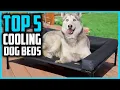 The 5 Best Cooling Dog Beds in 2026