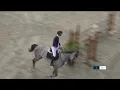 Download Lagu Chanoc x Chacco-Blue 2019. gelding 🥇💯 FOR SALE phone/whatsapp: +36704153312
