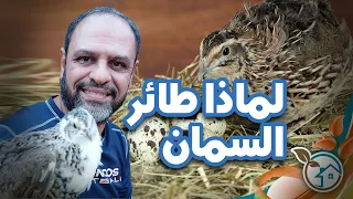 لماذا طائر السمان من أفضل أنواع الدواجن فى التربيه 