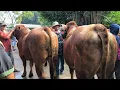 Download Lagu Sapi Jumbo Harga Turun !! Bakule Pusing Sepi Pembeli !! Pasar Sapi Tuban