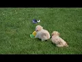 Maltipoo Puppies For Sale