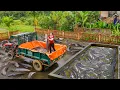 Lagu Use Truck To Buy Many Big Catfish from Villager Goes To Country Market Sell Out in 60 Minutes