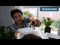 Which is the best SOIL for my PLANT?