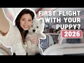 How To Fly With Your Dog In The Cabin In 2026 Our experience bringing our Westie puppy on a plane