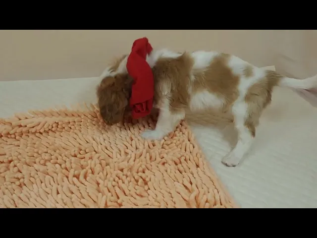 動画