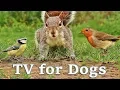 Lagu Videos for Dogs To Watch - Dog TV Videos of Birds and Squirrels for Separation Anxiety