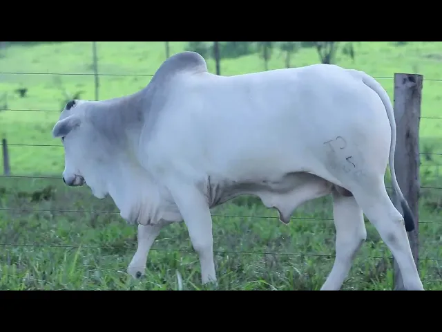 Touro Nelore OCT - 173