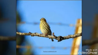 تغريد طائر البسبوس Chant De Seraine Cini 