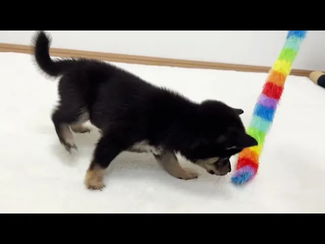 動画