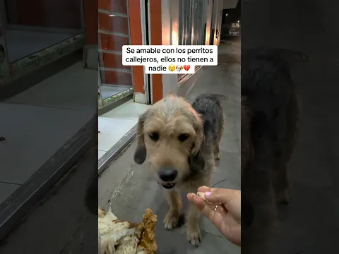 No cuesta nada darles un bocadito 😢🐶💔 #perro #dog
