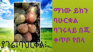 ያገሬ ባህርቋል ማነው ይከን ባሁርቋል ባገሩላይ በጁ ቀጥቦ የበላ 