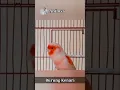 Download Lagu Burung Kenari #short #shorts #shortvideo