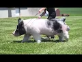 Exotic boar Thunder
