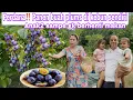 Download Lagu PERDANA‼️ PANEN BUAH PLUMS DI KEBUN SENDIRI || ANAK2 SAMPE NONSTOP MAKAN 