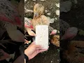 What Happens When Chickens Try Tempeh for the First Time?