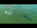 Download Lagu Two Kids Swim Near a Great White Shark \u0026 People May Be Fishing For White Sharks in California