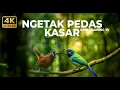 Lagu 🔴 Live Kasaran Tembakan Tajam Cucak Cungkok Variasi Mewah vs Tepus Kepala Abu Gacor